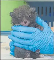  ??  ?? Utah, a fox cub, was released back into the wild when she was ready to survive on her own