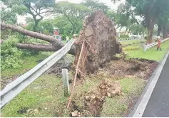  ??  ?? The big tree at Pujut highway uprooted by strong winds on Thursday evening.