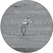  ?? ?? A black-faced spoonbill rests at the reserve.