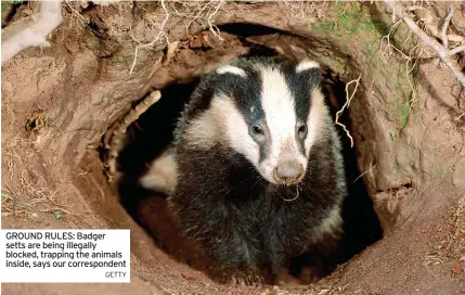  ?? GETTY ?? GROUND RULES: Badger setts are being illegally blocked, trapping the animals inside, says our correspond­ent