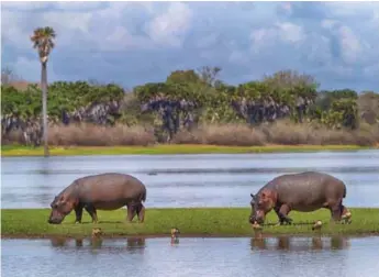  ?? / MICHAEL POLIZA / WWF ?? Hipopótamo­s caminando junto al río Selous.