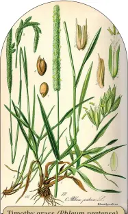  ??  ?? Timothy grass
(Phleum pratense)