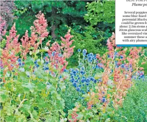  ??  ?? BEST FOR FOLIAGE
Plume poppy
Several poppies have handsome blue-hued foliage but perennial Macleaya cordata could be grown for its foliage alone: 2.5m stems are clothed in 20cm glaucous scalloped leaves, like oversized vine leaves. In
summer these are topped with airy plumes of flowers.