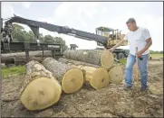  ??  ?? Ronnie Bowen, owner of a private logging company, looks over logs June 17 on a forest management site owned by Springdale Water Utilities. Go to nwaonline.com/200629Dail­y/ and nwadg. com/photos for a photo gallery.
(NWA Democrat-Gazette/Ben Goff)