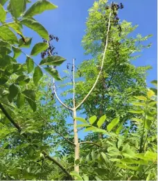  ?? PHOTO: TEAGASC ?? Watch out for typical summer symptoms such as individual wilting brown leaves indicating the presence of ash dieback disease.