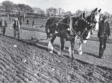  ??  ?? A ploughing match near Friockheim in February 1946.