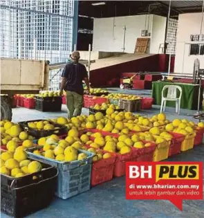  ?? [FOTO ASLINA ABU BAKAR/BH] ?? Buah Melon Manis Terengganu yang siap dituai dikumpul di pusat pengumpula­n sebelum dijual kepada peraih dan peniaga.