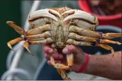  ?? KARL MONDON — BAY AREA NEWS GROUP, FILE ?? Neil Frasier holds up the first Dungeness crab of the season sold from the fishing boat Plumeria at Fisherman's Wharf on January 18.