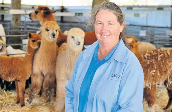  ?? PHOTO: TONI SOMES ?? ❚
FIGHTING FIGURES: Margaret Hassall from Double H Alpacas says 50% of her business has been selling the animals for guard duty or predator protection.