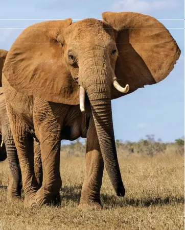  ??  ?? BELOW: The rumbles are picked up either by sensors in the elephants’ feet or bone conduction