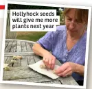  ?? ?? Hollyhock seeds will give me more plants next year