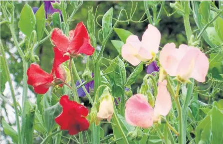  ?? TOM MACCUBBIN ?? The best planting time for sweet peas is from November through early February.