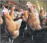  ??  ?? PRACTICE: Antibiotic­s are often used in poultry production.