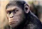  ??  ?? Dr Gallup claims that humans can be crossbred with other apes