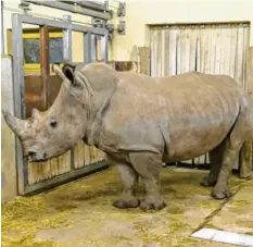  ?? Foto: Peter Bretschnei­der ?? Die junge Nashornkuh Wiesje aus dem Zoo Arnheim ist diese Woche in Augsburg an‰ gekommen.