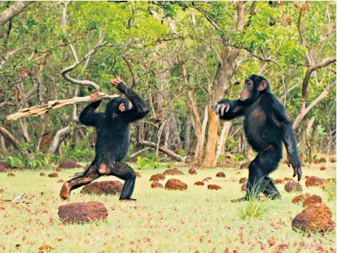  ??  ?? Lindsay McCrae becomes acquainted with baby Walter, below, after missing his birth while filming for Dynasties, whose spectacula­r footage includes chimps at play in Senegal