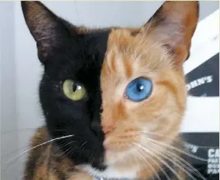 Venus Le Chat Bicolore Pressreader