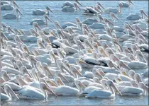  ?? PHOTO BY BRIAN SUMPTER ?? White pelicans cruise by Library Park in Lakeport.