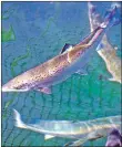  ??  ?? Sustained improvemen­ts in fish health were recorded in first five months of 2018.