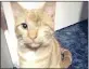  ??  ?? DOLLAR-BASED REWARD: King, the one-eyed kitty, could make someone R10 000 richer – and provide a R500 tattoo and a clean car.