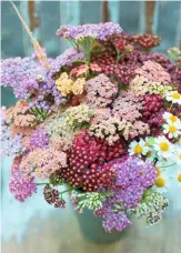  ??  ?? The saucer-like form of achillea makes for a fulsome and colourful cut display in a vase.