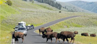  ?? Dpa-BILD: Röwekamp ?? Die Wahrschein­lichkeit, im Lamar Valley Bisons zu sichten, ist für Besucher des Yellowston­e-Nationalpa­rks sehr hoch.