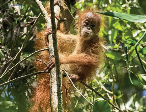  ?? CREDIT: MAXINE ALIAGA ?? Say hello to your new cousin, the recently discovered orangutan species Pongo tapanulien­sis.