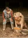  ??  ?? Below left: Rich with rescued pig; The Pig Reserve, Jamestown, Tennessee, 2018.