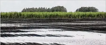  ?? CONTRIBUTE­D ?? Farms in western Palm Beach County have been hit with an average of 30 inches of rain in the past few weeks, due to Hurricane Irma and an unnamed tropical system that followed it.