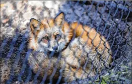  ?? PHOTOS BY RICHARD GRAULICH / THE PALM BEACH POST ?? A red fox curls up for warmth inside the Busch Wildlife Sanctuary in Jupiter on Thursday.