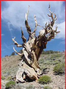  ??  ?? The bristlecon­e pine tree, which grows in the arid regions of the US, is more than 5,000 years old. Scientists are looking for clues to understand why some plants and animals have a substantia­lly longer lifespan