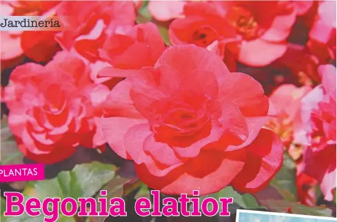 Begonia elatior Puras flores - PressReader