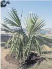  ??  ?? A new palm tree in a park in Dartmouth, N.S. Halifax Regional Municipali­ty planted the trees as an experiment. Some types are known to be hardy and to thrive in colder climes.