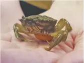  ??  ?? Un crabe vert. - Archives