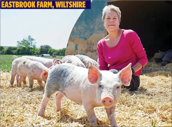  ??  ?? SHINING EXAMPLE: Helen Browning with some of the 3,000 pigs she breeds at her organic farm in Wiltshire where animals are kept in near-natural conditions