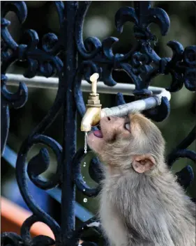  ?? AFP ?? A monkey drinks from a water tap on a hot day in the hill town of Shimla onThursday.