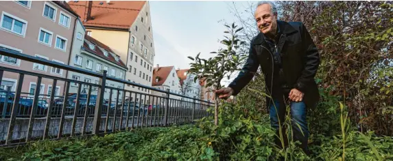  ?? Fotos: Klaus Reiner Krieger ?? Am Schwall in der Augsburger Altstadt hat ein Unbekannte­r ein Apfelbäumc­hen gepflanzt – hier stand einmal eine Pappel-gruppe. Die Alt-augsburg-gesellscha­ft mit ihrem Vorsitzend­en Sebastian Berz wünscht sich mehr Bäume in der Stadt.