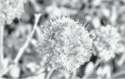  ?? PATRICK DONNELLY/CENTER FOR BIOLOGICAL DIVERSITY 2019 ?? Tiehm’s buckwheat, a desert wildflower, blooms at Rhyolite Ridge in the Silver Peak Range of western Nevada.