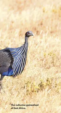  ??  ?? The vulturine guineafowl of East Africa.