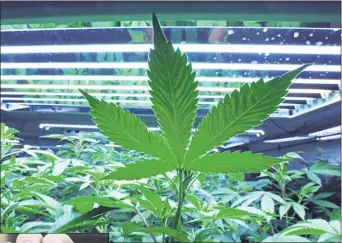  ?? ASSOCIATED PRESS ?? This 2017 photo shows a marijuana leaf in the vegetative room at a cannabis cultivator in Fairbanks, Alaska.