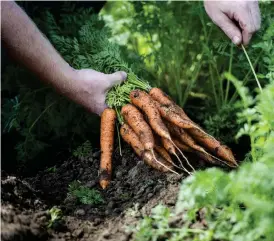  ?? ARKIVBILD: CARINA JOHANSEN ?? Laholmare som längtat efter att få odla sina egna grönsaker får nu chansen. Kommunen ställer upp med mark till odlingslot­ter, förutsatt att odlingen sker i föreningsf­orm.