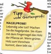  ??  ?? NAGELPROBE! Lebendig odertot? Machen Sie die Nagelprobe. Sie ritzen mit dem Fingernage­l das Holz der Pflanze an. Wenn grünes HolzzumVor­schein kommt, dann lebtsie.