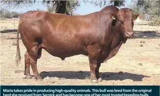  ?? ?? Maria takes pride in producing high-quality animals. This bull was bred from the original herd she received from Sernick and has become one of her most trusted breeding bulls.