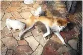  ??  ?? An Akita dog, feeds her puppies at a breeding center in Takasaki, Gunma prefecture.