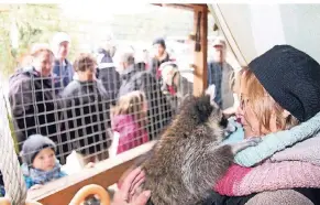  ?? RP-FOTO: UWE HELDENS ?? Viele Besucher kamen zum Herbstfest der MonRo Ranch. Im Bild Petra Jansen im Waschbär-Käfig.