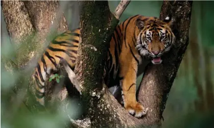  ?? Photograph: Binsar Bakkara/AP ?? The Sumatran tiger is among the species close to extinction.