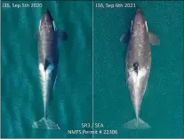  ?? HOLLY FEARNBACH/SEALIFE RESPONSE, REHABILITA­TION & RESEARCH SR3 AND JOHN DURBAN/SOUTHALL ENVIRONMEN­TAL ASSOCIATES ?? Aerial images document the shape change of an adult female southern resident killer whale known as J36 from a year ago to now, during pregnancy.