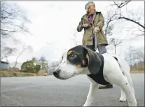  ?? THE ASSOCIATED PRESS ?? Kate Fredette, of Waltham, Mass., walks the family dog, Roscoe, near their home in Waltham in March. The Fredette family was matched with Roscoe through the online platform How I Met My Dog, designed to match humans with dogs based on what really...
