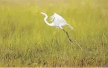  ?? MARK RANDALL/SUN SENTINEL ?? A great egret takes off in the Everglades.