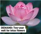  ??  ?? DEMAND: Two-year wait for lotus flowers